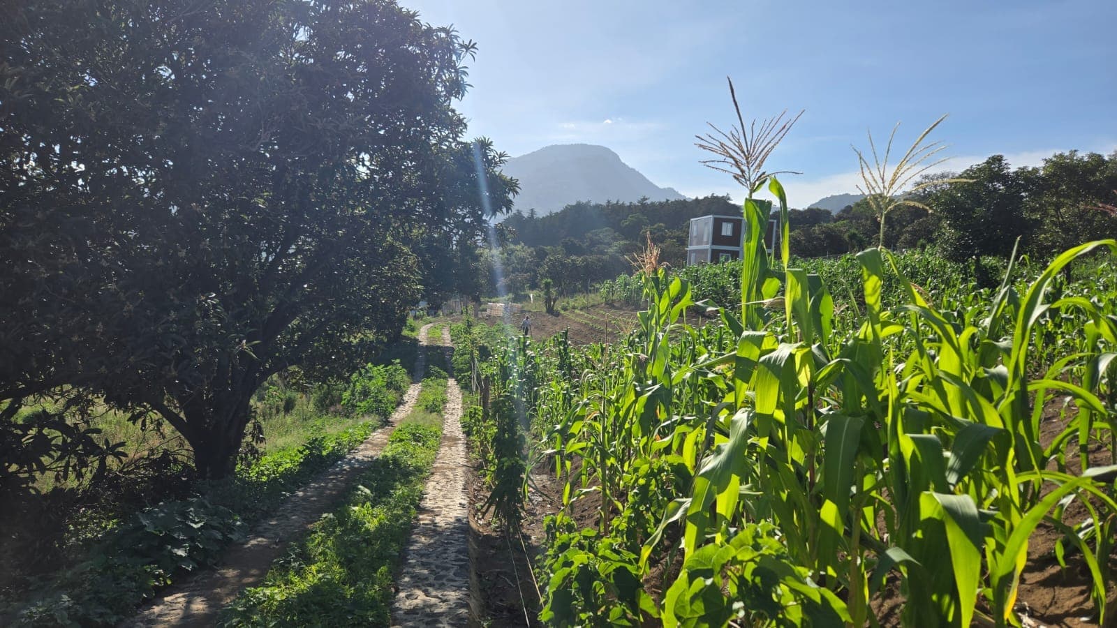 The cobblestone path through the land