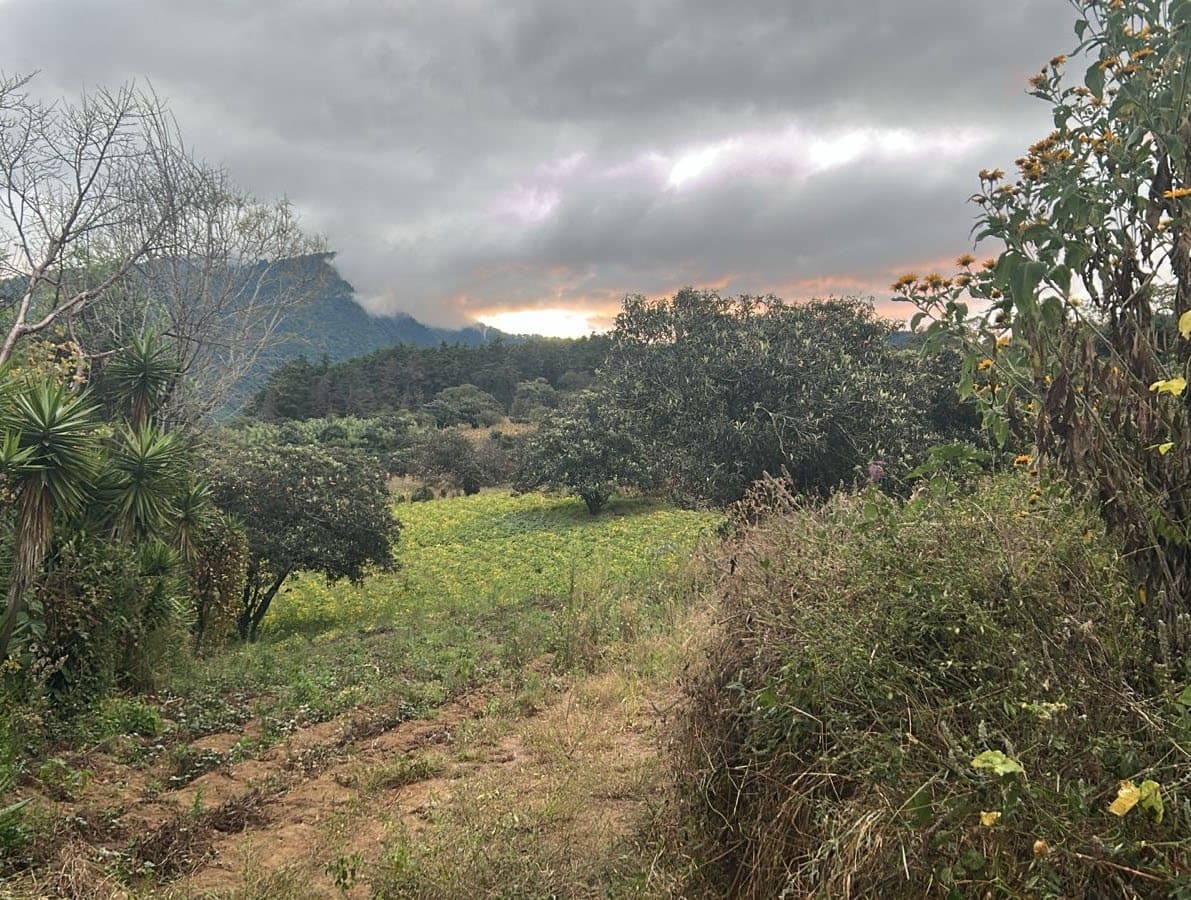 The productive orchard at Camino 5 at dusk, mountains behind
